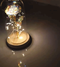 Thumbnail for Enchanted Galaxy Rose